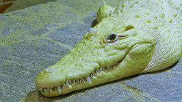 Zcela unikátní leucín krokodýl nilský, kterého můžete na vlastní oči spatřit v Krokodýlí ZOO Protivín