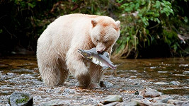 Medvědí duch při lovu.
