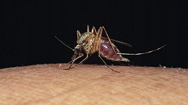 Komáry přitahuje na lidech vůně, výrazné zbarvení a také pot.