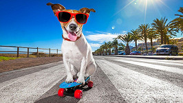 I psy to táhne na skateboard. (ilustrační foto)