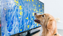 I psi rádi sledují televizi. (ilustrační foto)