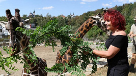 Petra Janů v zoo krmila žirafy.