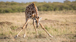 I žirafa umí cvičit jógu.