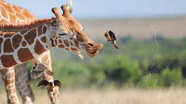 Žirafí kýchnutí má grády.