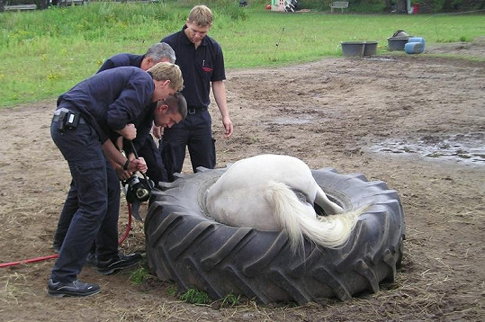 Nešťastné zvíře hledalo jídlo tak usilovně, až se zapletlo do pneumatiky.