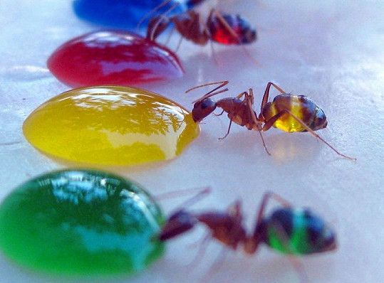 Nevšedně vzhlížející mravenci vypadají roztomile.
