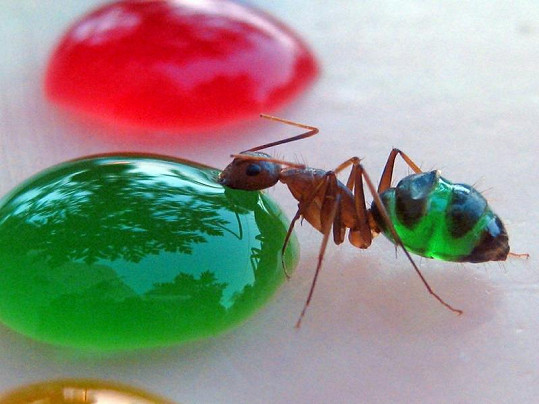 Mravenec nasávající barevnou pochutinu.