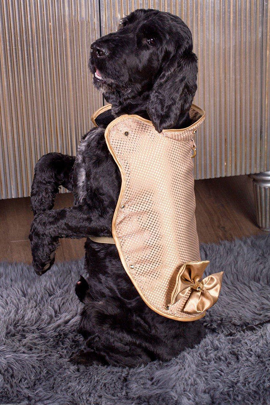 Líbí se vám zlatý psí kabátek? Připravte si 29 miliónů.