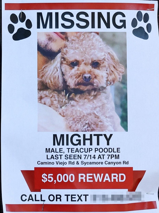 Herec v okolí místa, kde psík zmizel, vylepil plakáty s kontakty i informací o štědré odměně pro nálezce.