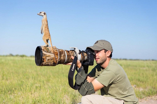 Vyfotit surikatu není snadný úkol.
