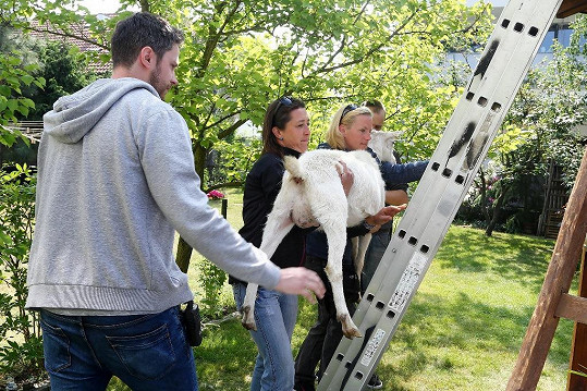 Při natáčení museli vynášet kozu asistenti. Ti také zvířeti poskytovali jen ten nejlepší servis.