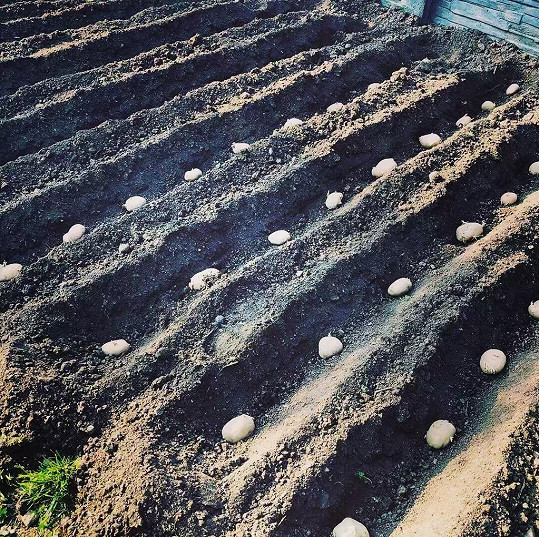 Část je určená k pěstování plodin, zejména brambor, cibule a česneku.