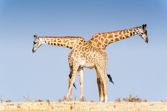 Dvouhlavá žirafa?