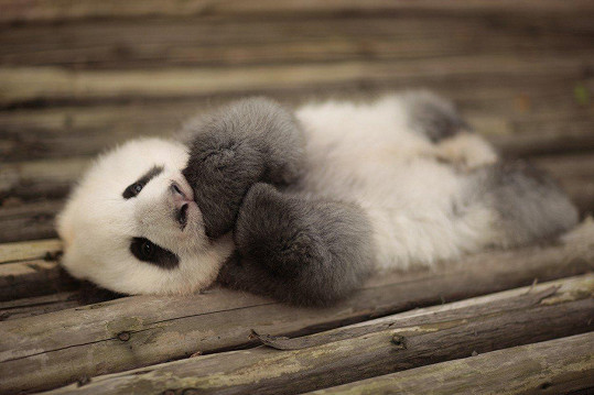 Malá panda je vskutku nádherná.
