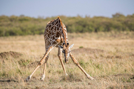 I žirafa umí cvičit jógu.
