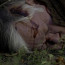 Brutální vražda v seriálu: Oblíbeného pejskaře z Ordinace naleznou mrtvého v kaluži krve