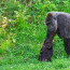Žena gorile ukázala své miminko: Zvíře ji svou fantastickou reakcí dojalo k slzám