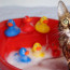 Kočka se odvážila na kraj plné vany. Takto malá šelma vyděsila svou majitelku i sebe