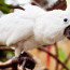 To vás dostane do kolen: Tento papoušek se naučil opravdu neobvyklý kousek