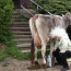Tohle Bob Klepl ještě nezažil: Známý vtipálek dojil krávu, která ho ohodila lejnem