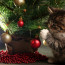 Bacha na ozdoby! Kočka u vánočního stromečku způsobila kalamitu