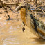 Ani had zabiják neměl šanci: Takhle si krokodýl po drsném souboji smlsnul na jedovaté zmiji