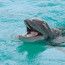 I delfíni umí být zlomyslní: O tom se přesvědčila tato žena s růžovým mobilem