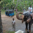 Zvířecí odplata: Tenhle slon se s ženou ve vodě vůbec nemazlil