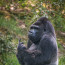 Tady máš! Gorilí samec dal fotografovi jasně najevo, co si myslí