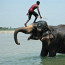 Akrobatický kousek se slonem se nepovedl, takhle to vypadat rozhodně nemělo