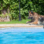 Pes si v bazénu zahrál na záchranáře: Zvolil ale dost nelidský způsob