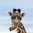 Takhle probíhá dentální hygiena u žiraf: Místo kartáčku poslouží ptačí kamarád