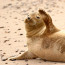 Návštěvníky pláže překvapil tuleň, který se rozvaloval na lehátku