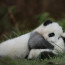 Nefalšovaná roztomilost: Podívejte se na vymazlená mláďátka rozkošné pandy