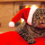 Tahle kočka nesnáší Vánoce: Zachovala se hodně nemilosrdně!