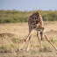 Nejen Andrea Verešová, ale i žirafy či jelen: Mrkněte na to, jak se zvířata poprala s cvičením jógy