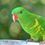 Mlsný papoušek si chtěl nabrat do zobáčku, místo toho se v pivu rovnou vykoupe
