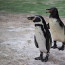 Poprask ve zvířecí říši: Takovou smršť exkrementů tento tučňák určitě nečekal