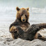 I šelma může pózovat: Mrkněte na medvědí modeling z Kamčatky!