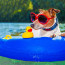 To je ale Havaj: Tenhle pes pohodář si dovolenou u vody umí užít!