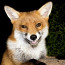 Od této usměvavé lišky by se mohly učit i hollywoodské hvězdy