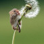 Roztomilou miniaturní myšku udrží i stonek pampelišky