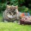 Seznamte se s novou rekordmankou: Kočičí babička Pinky oslavila 28. narozeniny