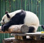 Dokonalá zvířecí depilace: Vrána zbavila pandu línající srsti na pozadí