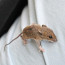 Ztište reproduktory: Kamarádky chytily myš. Ta je rychle připravila o úsměv
