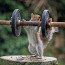 Sbírání oříšků vyžaduje trénink: Tato veverka ví, jak si pořídit pořádné bicepsy