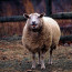 Podlý krok naštvané ovce: Nečekaně přišel útok zezadu