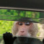 Tohle na safari zažít nechcete: Opice poslala přes otevřené okno auta nechutný pozdrav