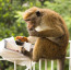 Tohle na narozeniny zažít nechcete: Oslavu narušila drzá opice