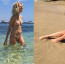 Z toho se museli dusit i potápěči: Nádherná Klausová u moře vystavila své "Mňamma Mia" tělíčko